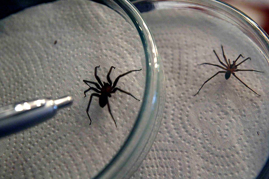 Mordedura de araña casera: primeras 6 horas podrían evitar que sea mortal